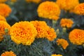 Beautiful marigold flowers