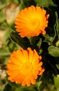 Beautiful marigold flowers. Medicinal plant. Calendula officinalis Royalty Free Stock Photo