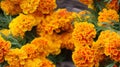 Beautiful marigold flowers for sale at the local market