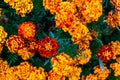 Beautiful marigold flowers. Tagetes erecta Royalty Free Stock Photo