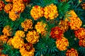 Beautiful marigold flowers. Tagetes erecta Royalty Free Stock Photo