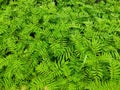 Beautiful Marigold leaf background or texture