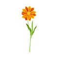 Beautiful marigold orange flower. Elegant floral design element vector illustration