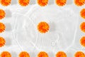 Beautiful marigold petals macro with drop floating on surface of the water close up Royalty Free Stock Photo