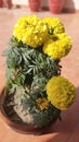 Beautiful Marigold plant in lahore