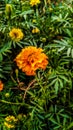 Beautiful marigold in the small garden. Marigold flowers in village Uttar Pradesh India. Indian Marigold flower Royalty Free Stock Photo