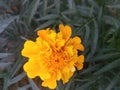 Beautiful marigold yellow color flower