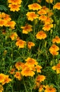 Beautiful marigolds bloom outdoors