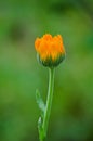 Beautiful marigolds bloom outdoors