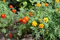 Beautiful marigolds bloom in the summer garden on a sunny day