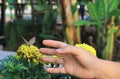 Beautiful marigolds with butterflies in the garden and hands