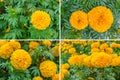 Beautiful Marigolds Flower