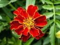 Close up of beautiful Marigold flower Tagetes erecta, Mexican, Aztec or African marigold in the garden Royalty Free Stock Photo