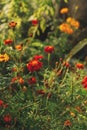 Beautiful marigolds flowers in autumn natural garden. Close up of orange tagetes flowers in sunny green garden. Floral wallpaper, Royalty Free Stock Photo