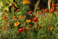 Beautiful marigolds flowers in autumn natural garden. Close up of orange tagetes flowers in sunny green garden. Floral wallpaper, Royalty Free Stock Photo