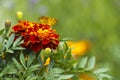Beautiful Marigolds (tagetes patula)