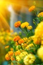 Beautiful Marigolds (tagetes)
