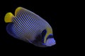 Beautiful marine angelfish fish