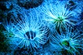 Beautiful marine life in the blue light. Actiniaria