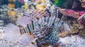 Beautiful marine life portrait of a lionfish in closeup dangerous and poisonous tropical fish pet from the ocean