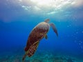 Beautiful marine life turtle in Cancun Mexico North America