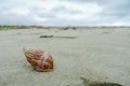 Beautiful marine snail shells or seashells, spiral conchs, on sandy beach on sunny day in Muisne Island in Ecuador