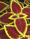 Beautiful maroon flowers with a yellow border