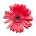 Beautiful maroon gerbera daisy flower isolated on white background closeup Royalty Free Stock Photo