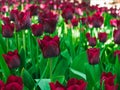 maroon tulips on a flower bed in the park