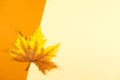 Beautiful marple leaf on a yellow and orange pastel background. Autumn colors. Place for text. Minimal