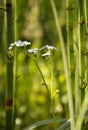 The Beautiful marsh flowers Royalty Free Stock Photo