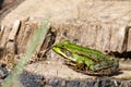 Beautiful marsh frog, European wildlife