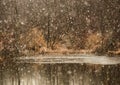 Beautiful Marsh Reflections During Early Spring Snowstorm Royalty Free Stock Photo