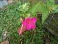 Beautiful Marvel of peru flower or Mirabilis jalapa in the garden