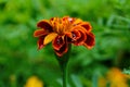 Beautiful marygold flower with morning droplets of dew. Royalty Free Stock Photo