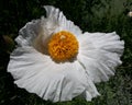 Beautiful Matilija Poppy