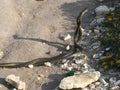 The beautiful mating dance of the snakes Royalty Free Stock Photo