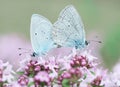Blue butterfly mating pair