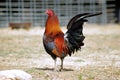 Beautiful Mature Black Breated Red BBR American Game Rooster Royalty Free Stock Photo