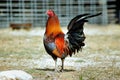 Beautiful Mature Black Breated Red BBR American Game Rooster Royalty Free Stock Photo
