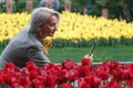 Beautiful mature blonde woman photographs flower bed with spring tulips, selective focus Royalty Free Stock Photo