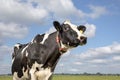 Beautiful mature large black and white cow Friesian Holstein with collar, looks thoughtfully, stands in front of a pasture under a