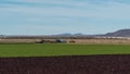 Red and Green Lettuce Coexist in a Field