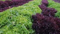 Alternating Red and Green Lettuce Rows Royalty Free Stock Photo
