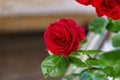 Beautiful, mature, red rose growing in a home garden, close up shot. Royalty Free Stock Photo