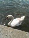 Beautiful, mature swan on the river