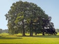 Beautiful mature trees in an English meadow in late summer