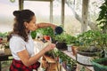 Beautiful mature woman gardener watering seedlings and sprouts of plants in an old country home greenhouse. Growing plants, home Royalty Free Stock Photo