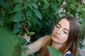 A beautiful Mature woman with long hair collects cherry berries from a tree. Everyday life of a European woman in the village Royalty Free Stock Photo