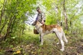 Beautiful mature woman walking through the forest with her dog and picking mushrooms Royalty Free Stock Photo